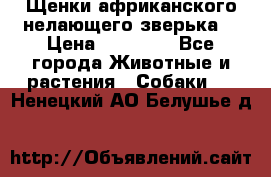 Щенки африканского нелающего зверька  › Цена ­ 35 000 - Все города Животные и растения » Собаки   . Ненецкий АО,Белушье д.